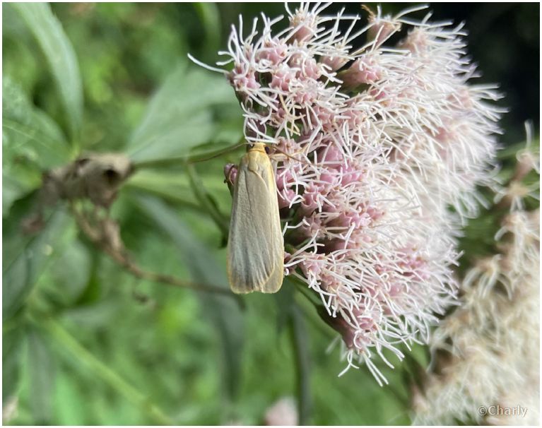 Nadelwald Flechtenbaerchen