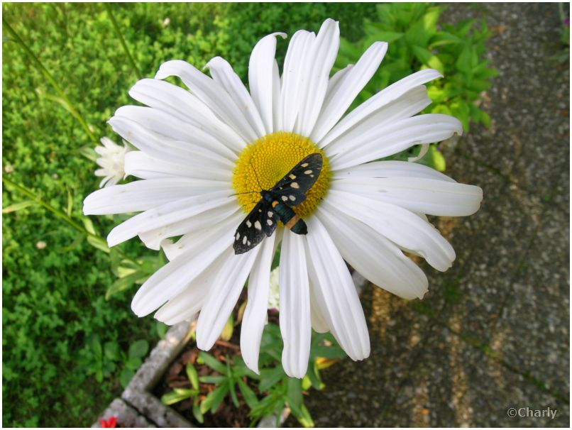 Weissfleck Widderchen