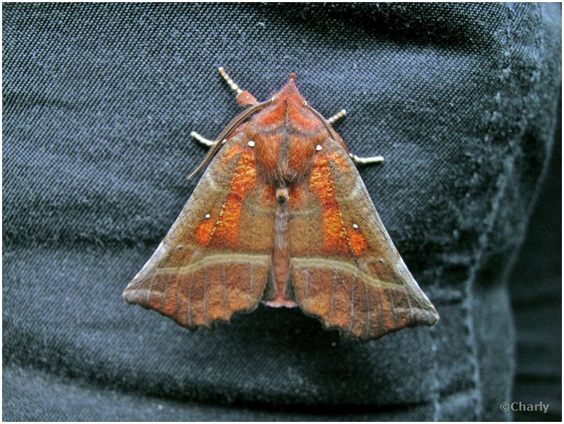 Zimteule